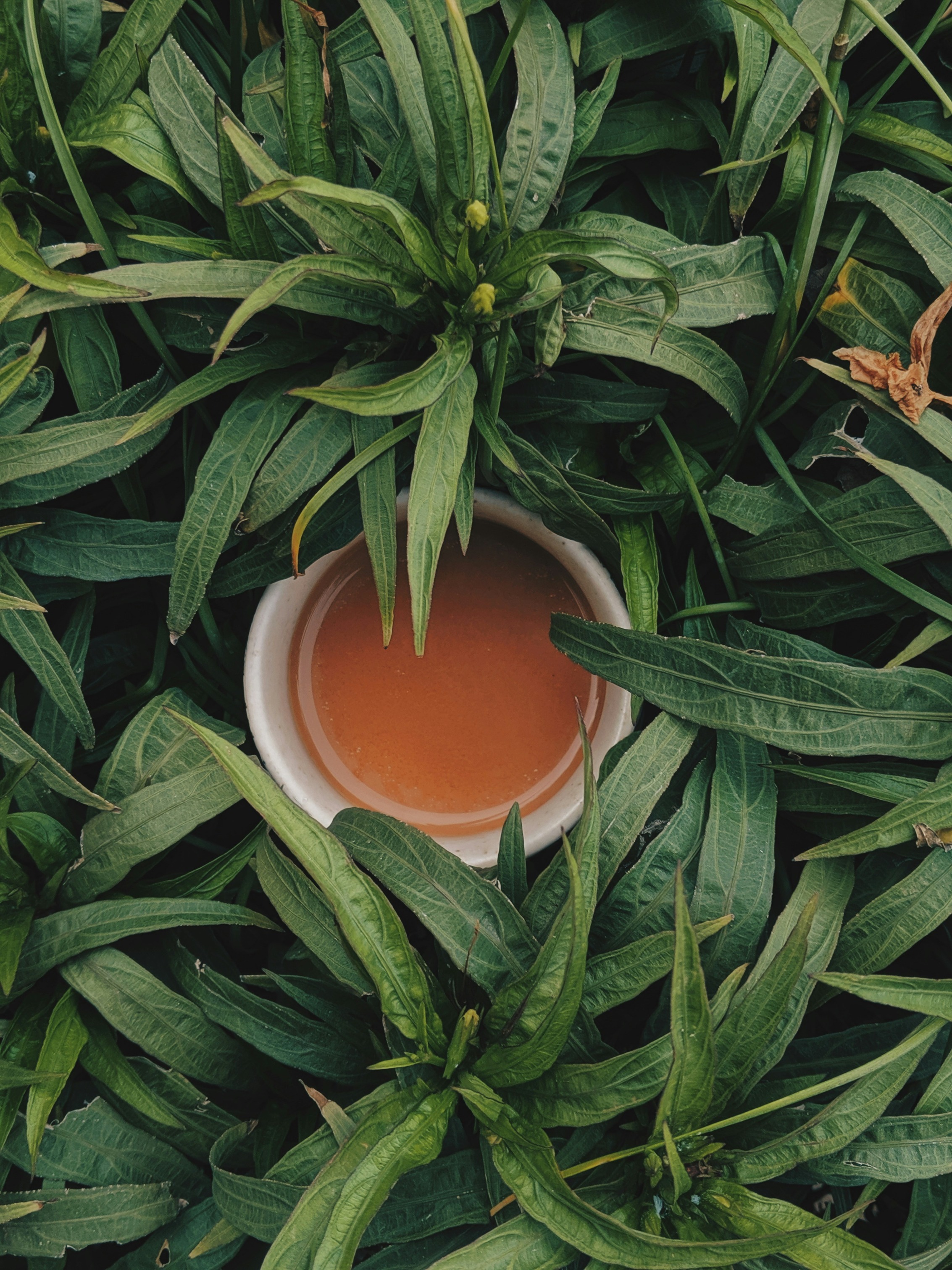 Tea